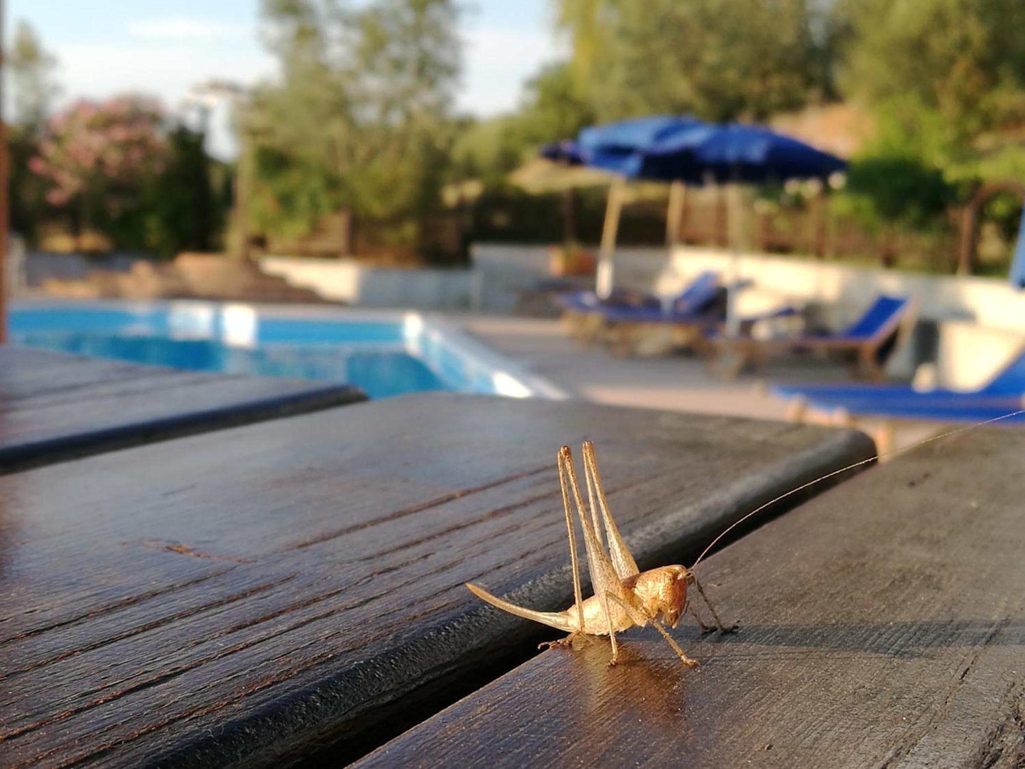 Agriturismo Cornieto Monteleone dʼOrvieto Εξωτερικό φωτογραφία
