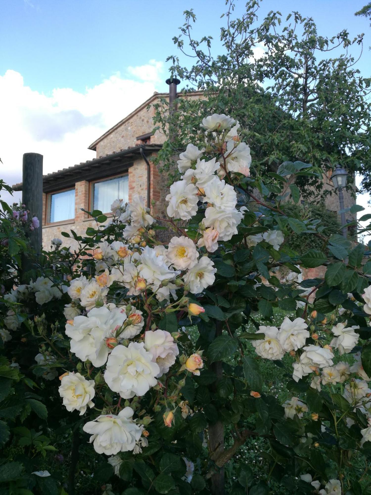Agriturismo Cornieto Monteleone dʼOrvieto Εξωτερικό φωτογραφία