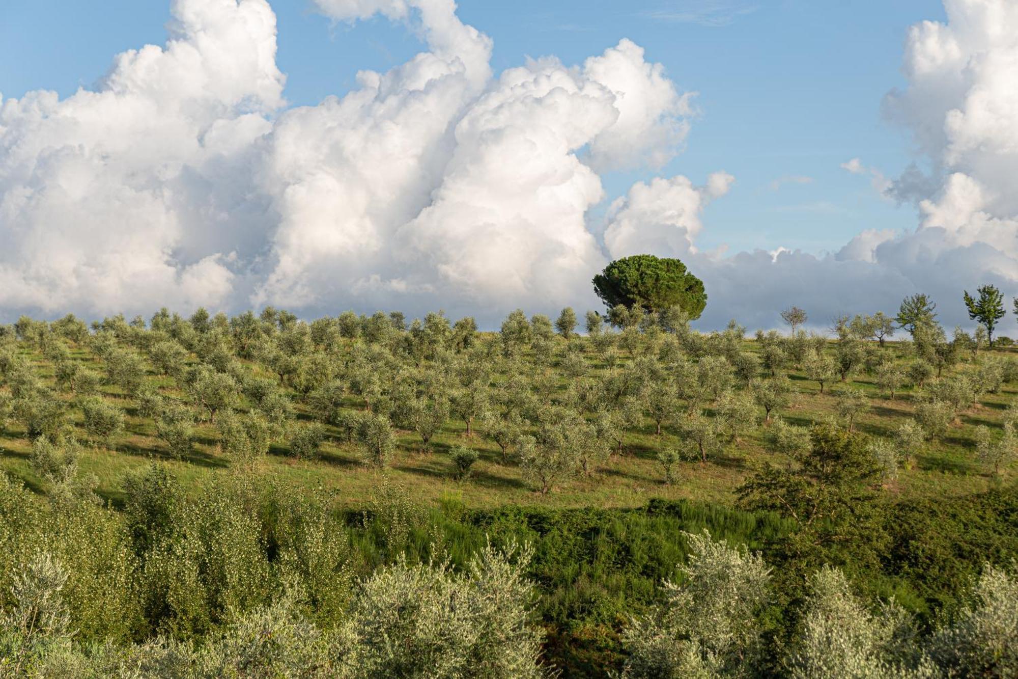 Agriturismo Cornieto Monteleone dʼOrvieto Εξωτερικό φωτογραφία