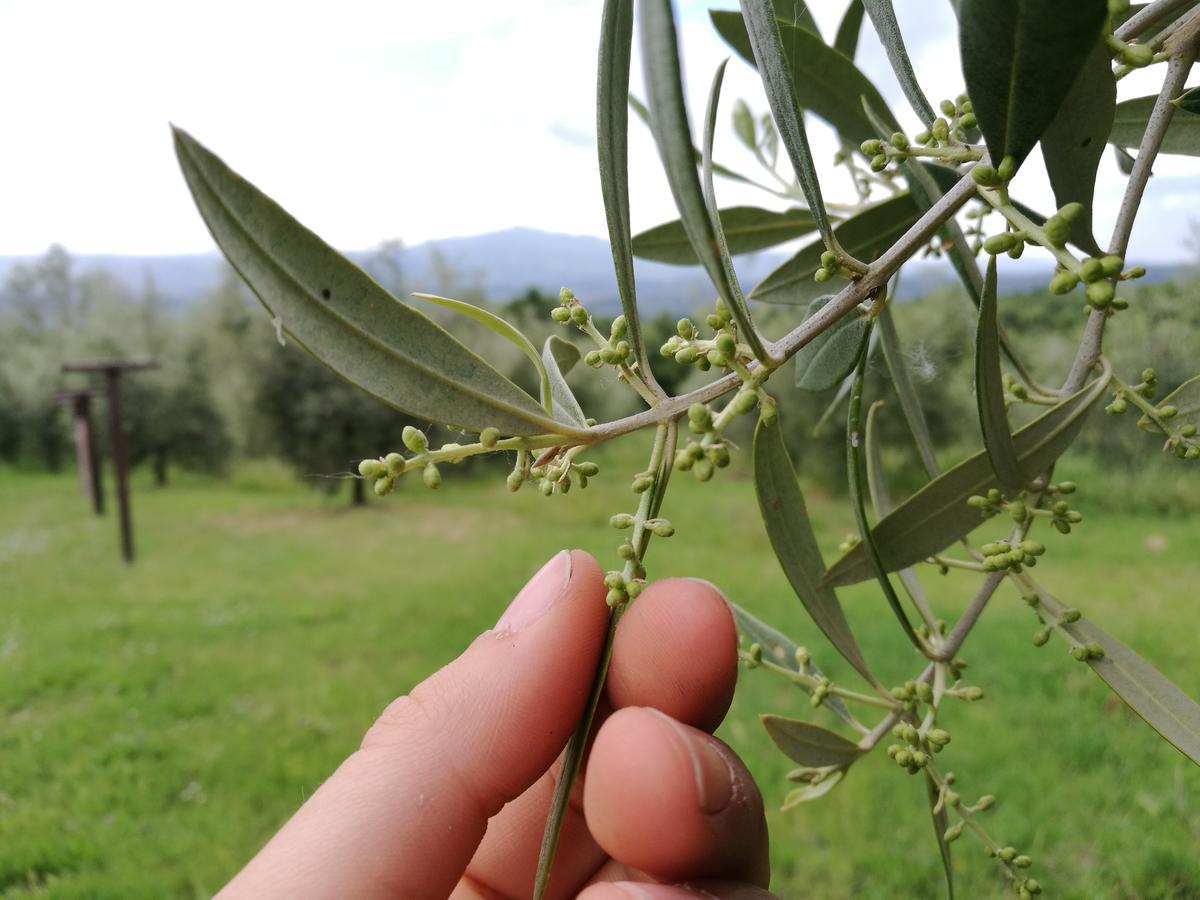 Agriturismo Cornieto Monteleone dʼOrvieto Εξωτερικό φωτογραφία